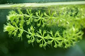 Aldrovanda vesiculosa (Plante carnivore aquatique)