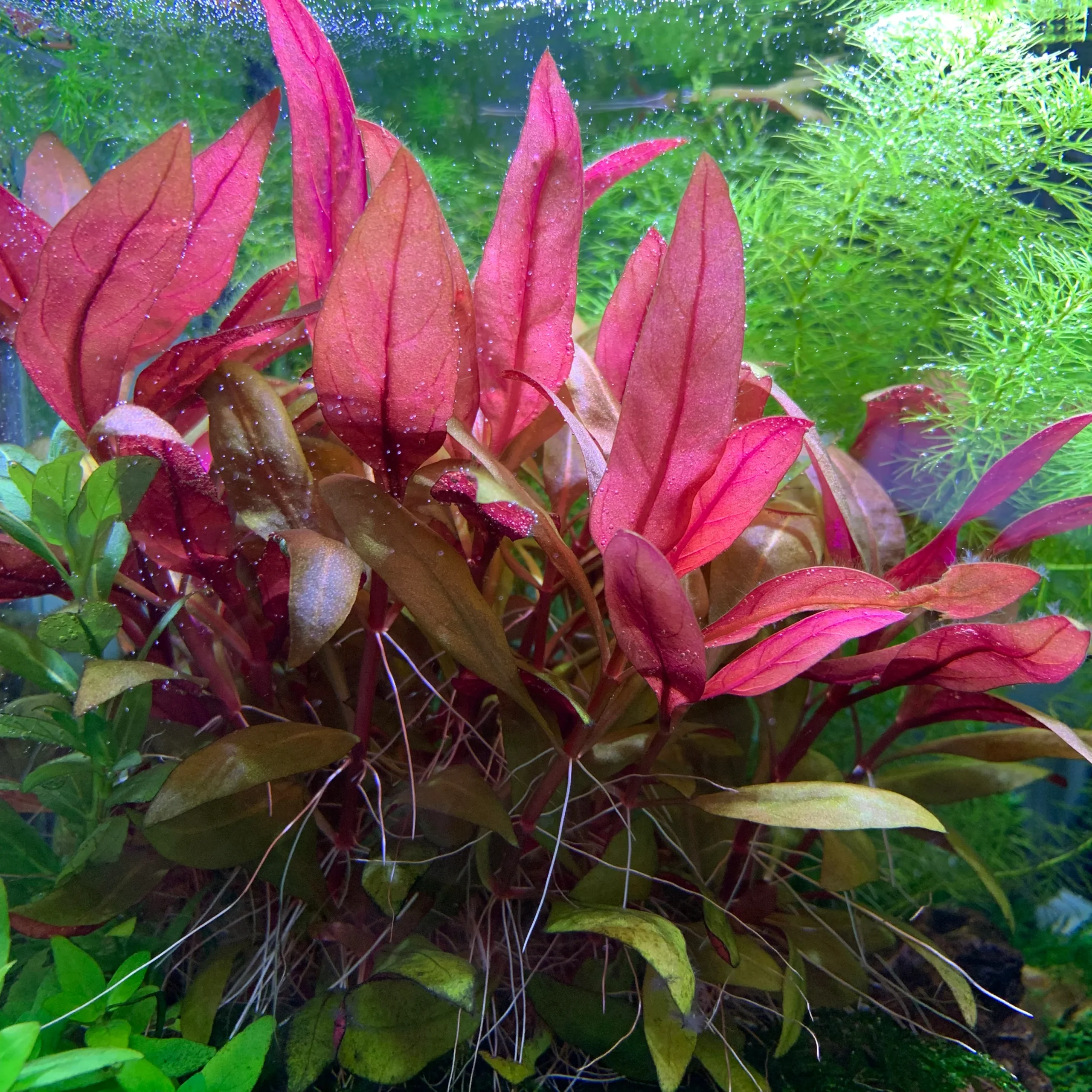 Alternanthera reineckii