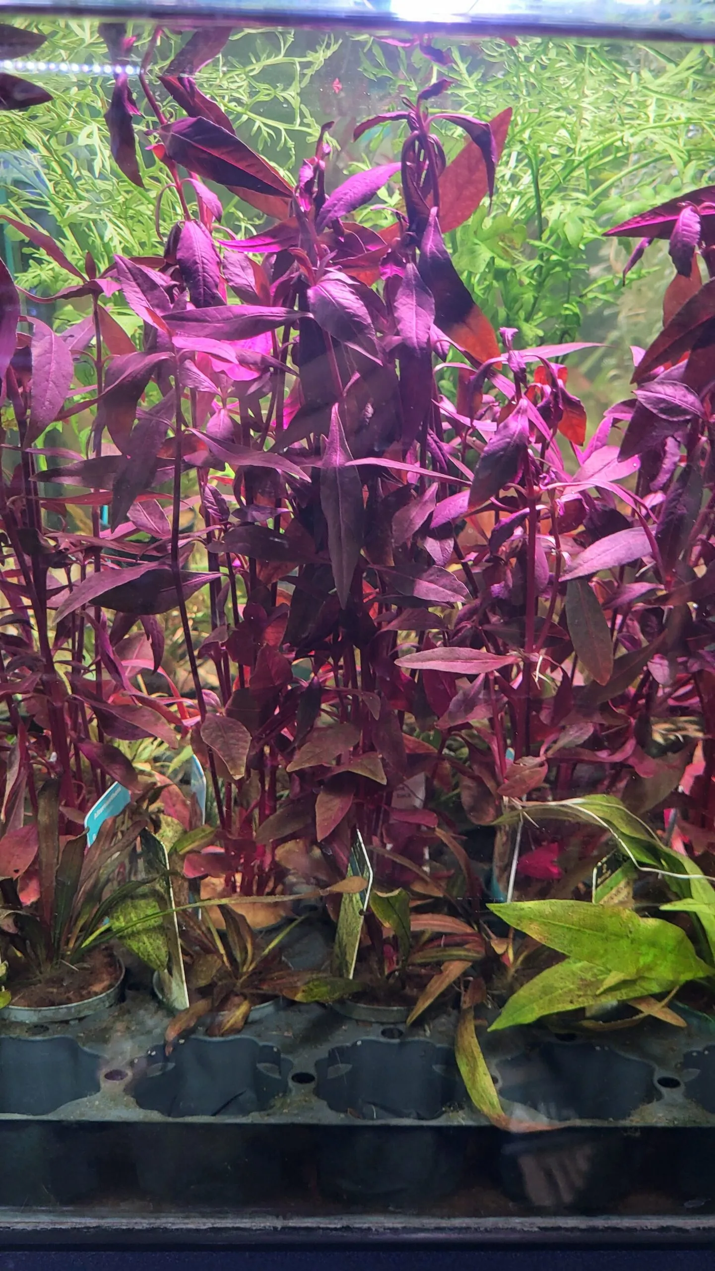Alternanthera sessilis