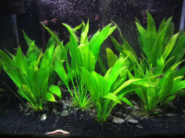 Echinodorus
