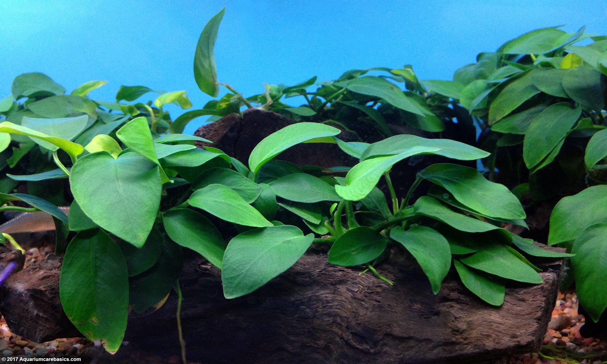 Anubias barteri