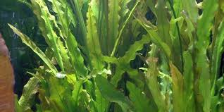 Aponogeton crispus