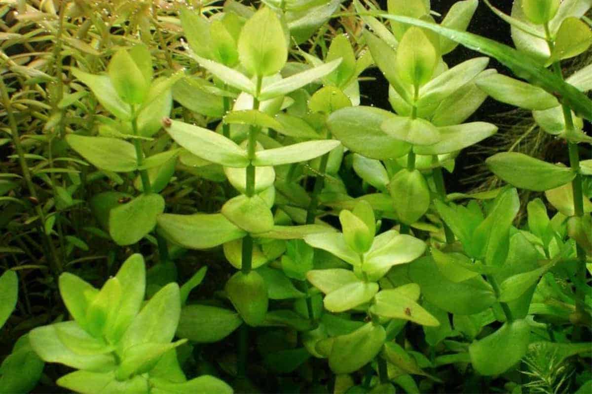 Bacopa monnieri