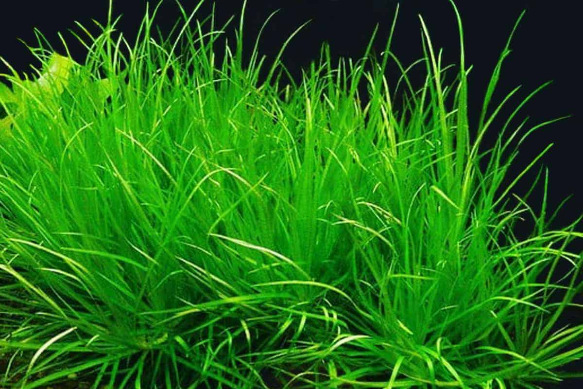 Blyxa japonica