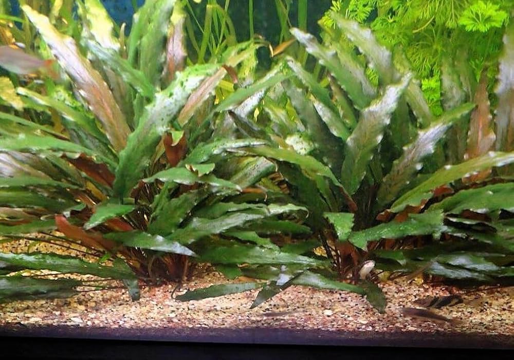 Cryptocoryne beckettii
