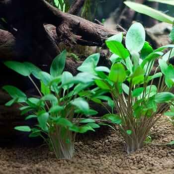 Cryptocoryne wendtii