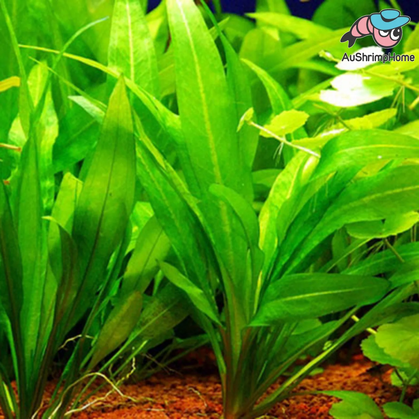 Echinodorus amazonicus