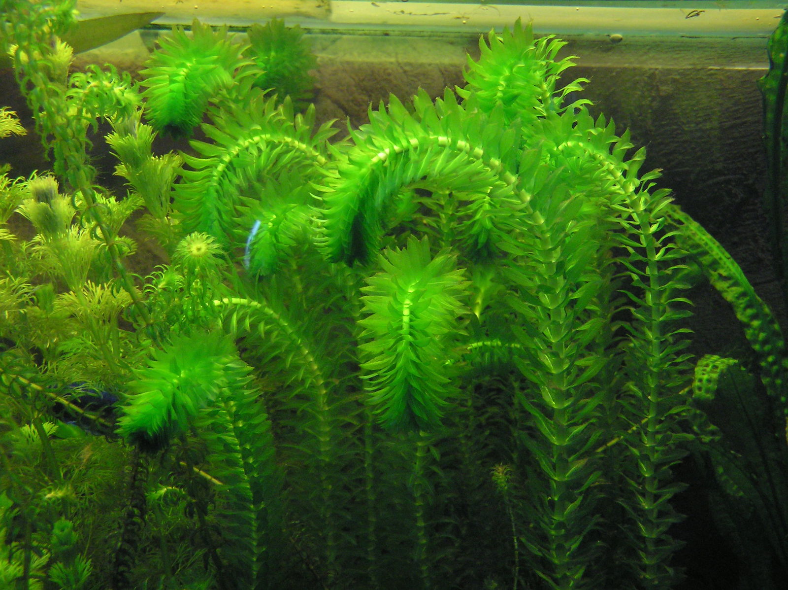 Egeria densa