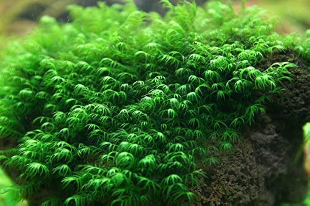 Fissidens fontanus