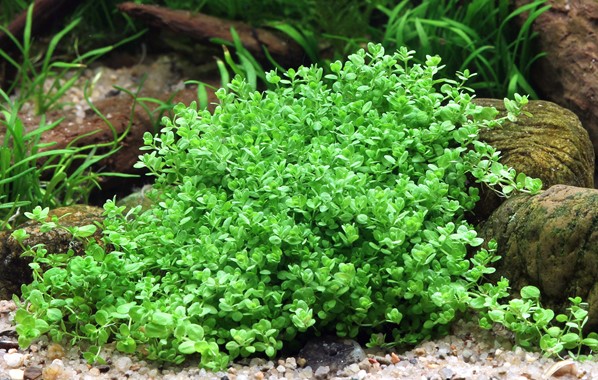 Hemianthus callitrichoides (Cuba)