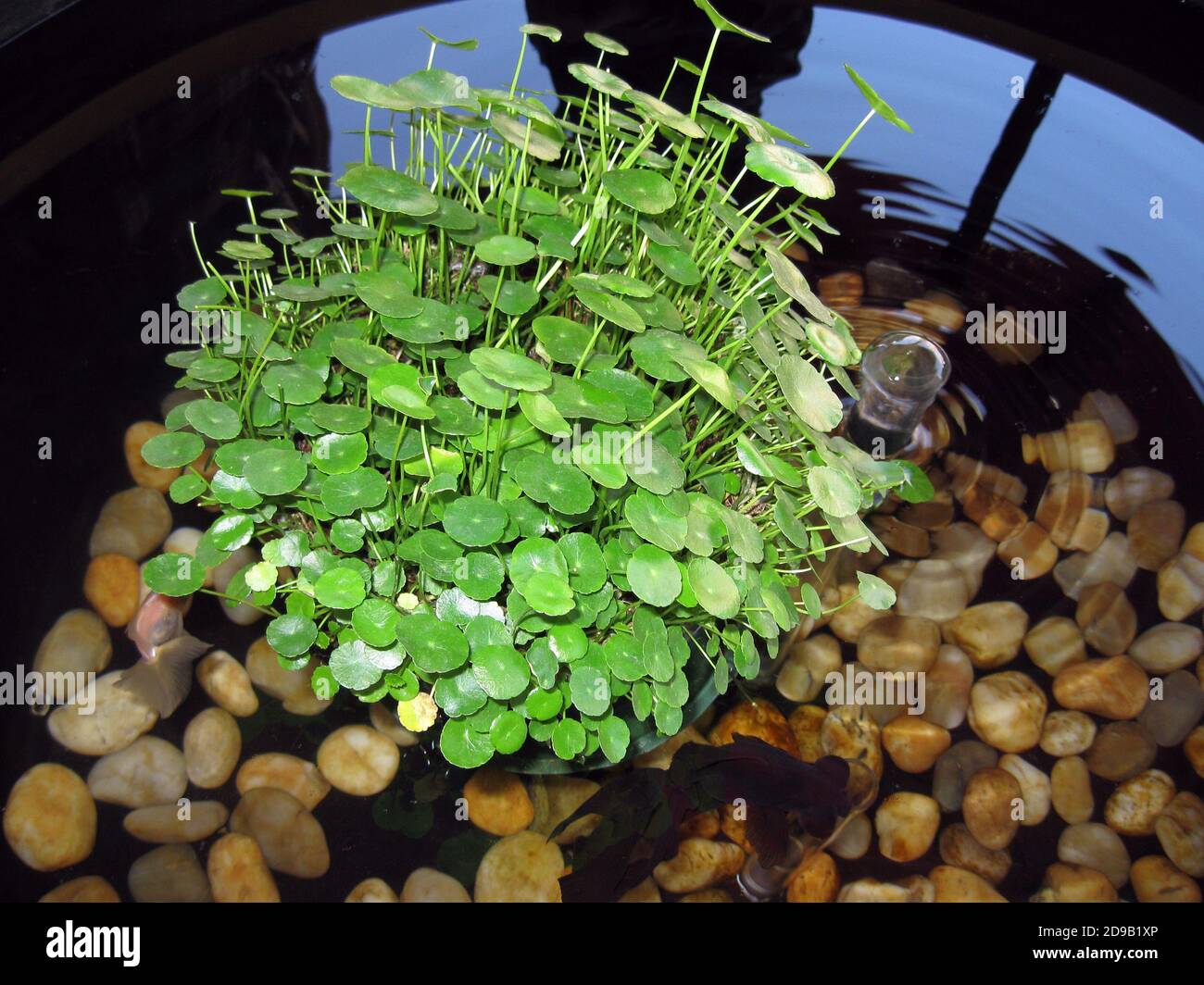 Hydrocotyle leucocephala
