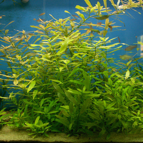 Hygrophila polysperma