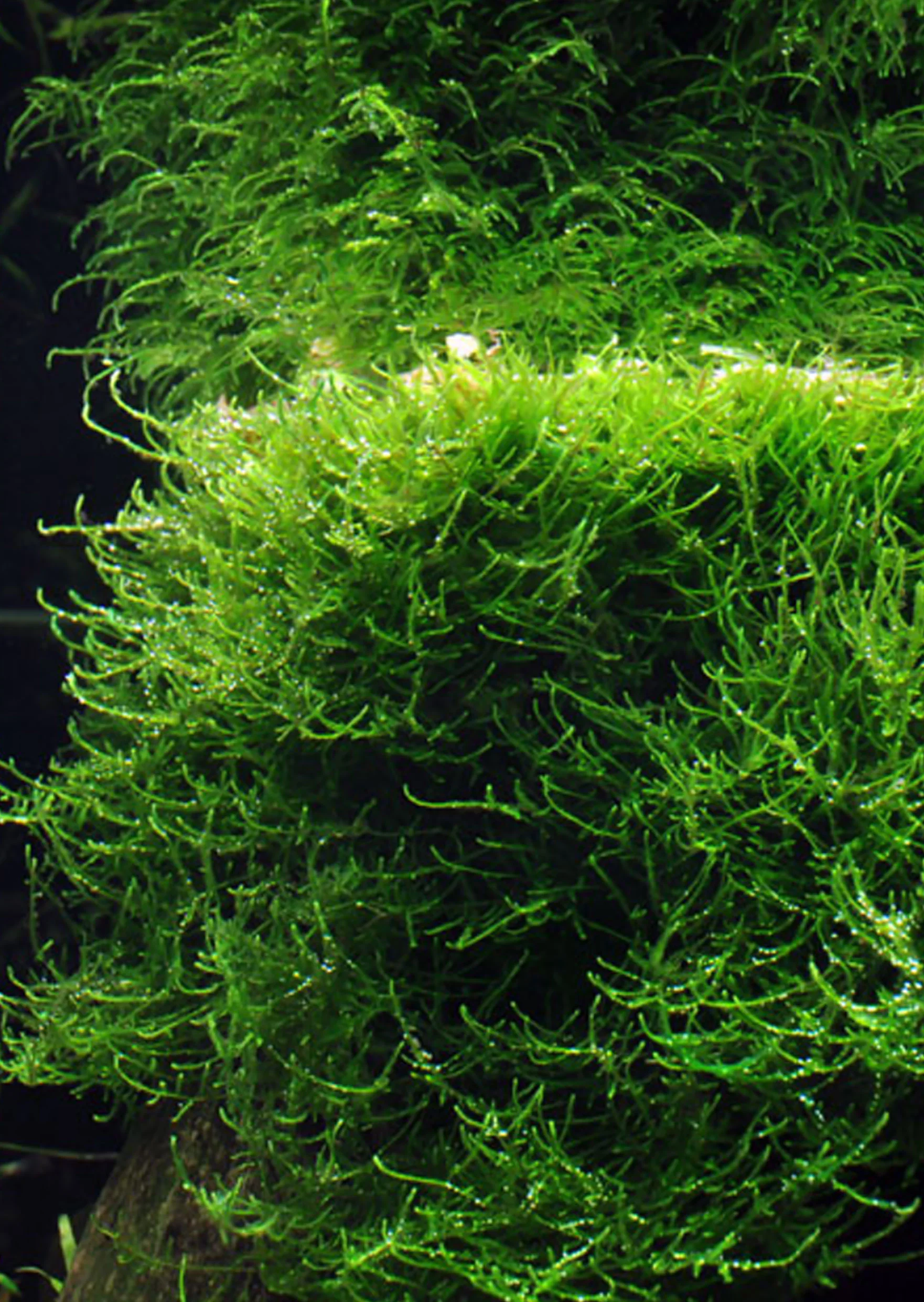Java Moss