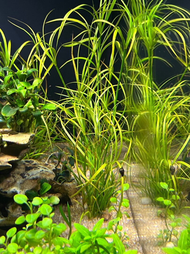 Juncus repens