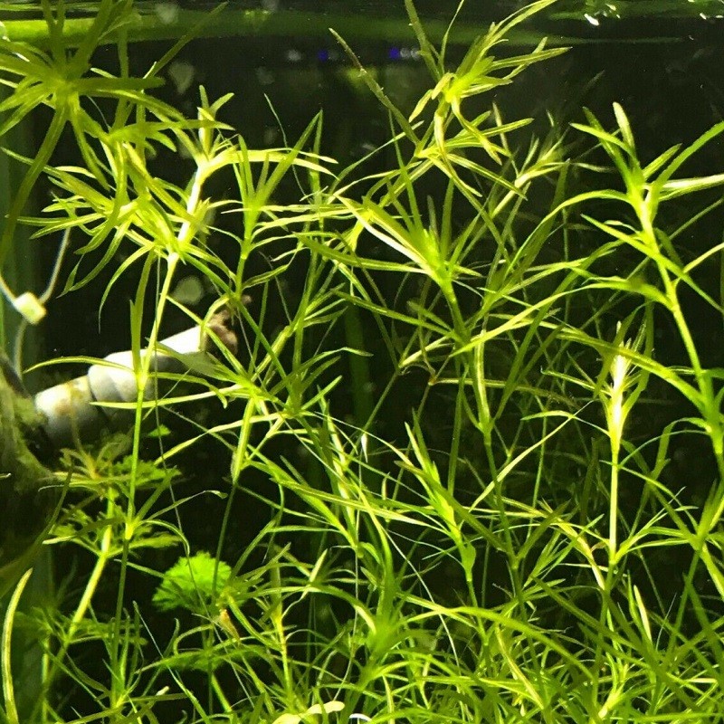 Najas guadalupensis