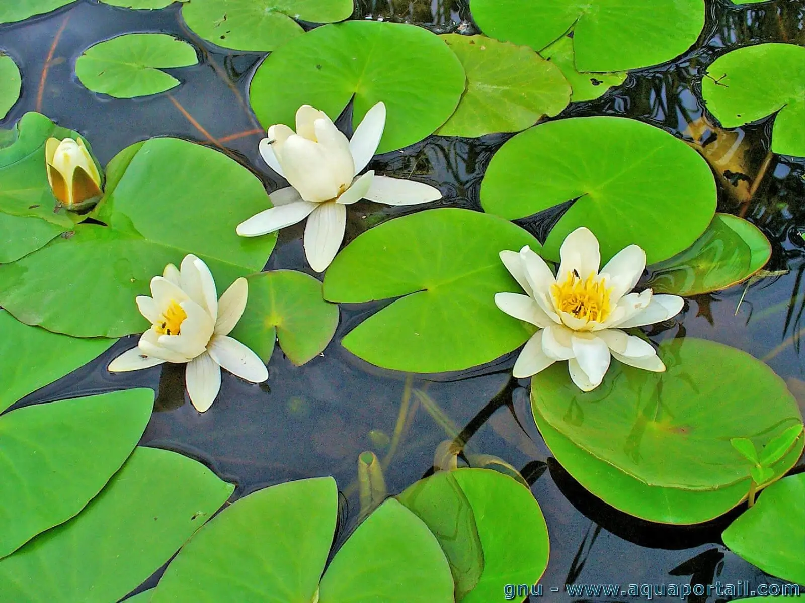 Nymphaea spp. (Nénuphars)
