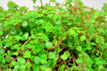 Pilea depressa