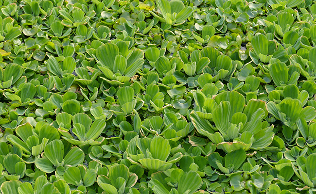 Pistia stratiotes (Laitue d'eau)