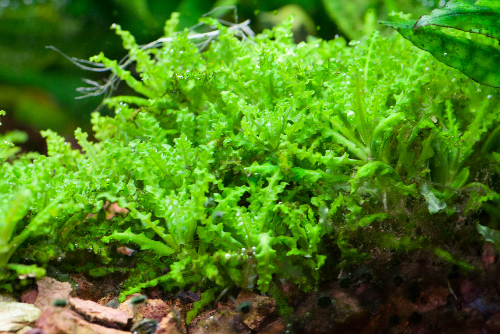 Pogostemon helferi