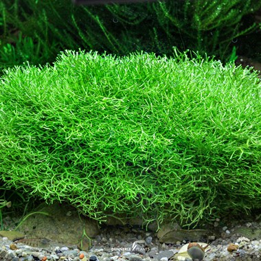 Riccia fluitans