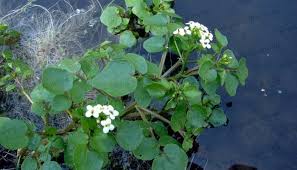 Rorippa nasturtium-aquaticum