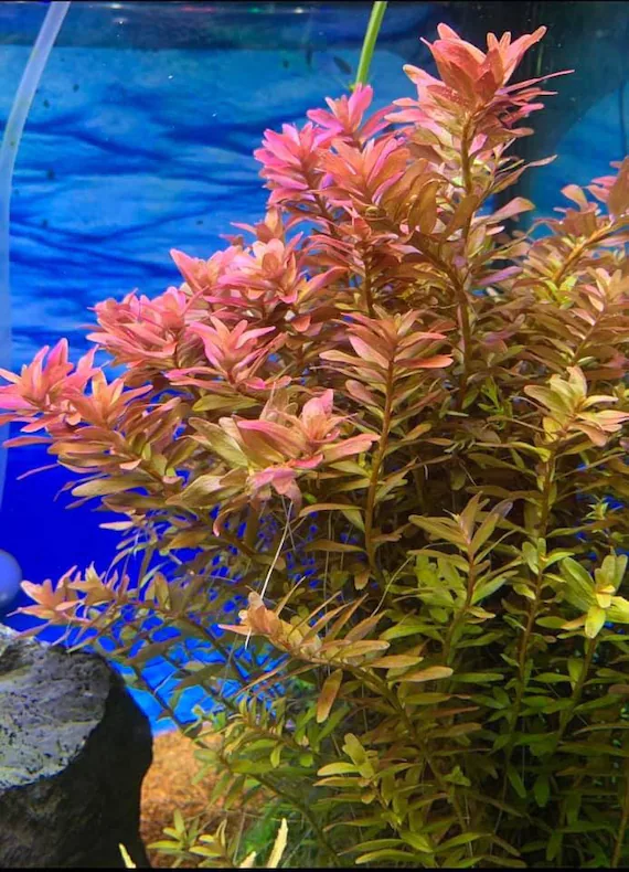 Rotala rotundifolia