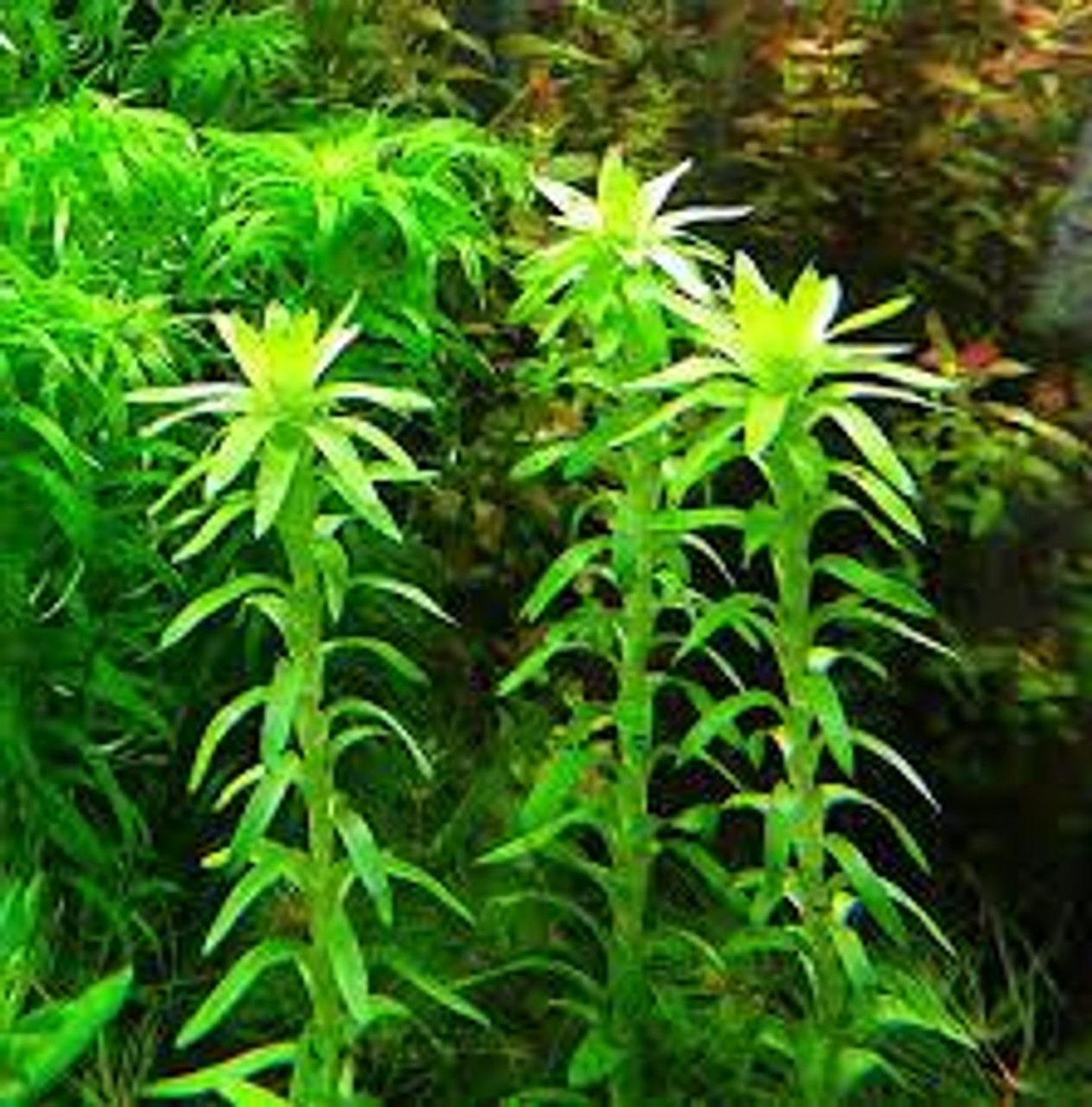Tonina fluviatilis