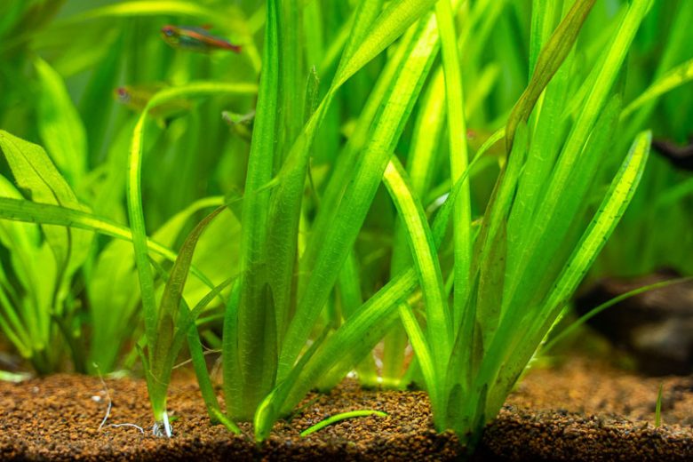 Vallisneria americana