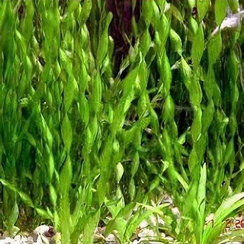Vallisneria spiralis
