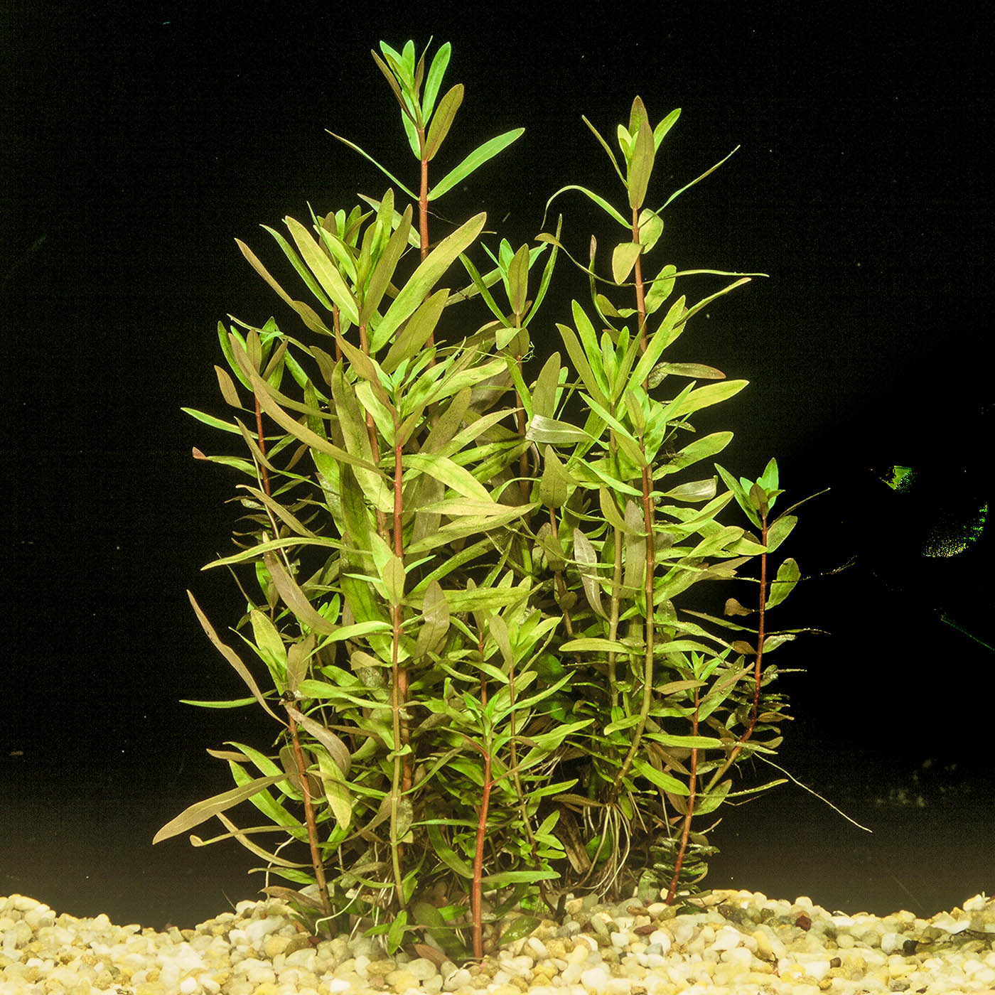 Ammannia Pedicellata