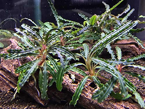 Bucephalandra