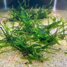 Cameroon Moss
