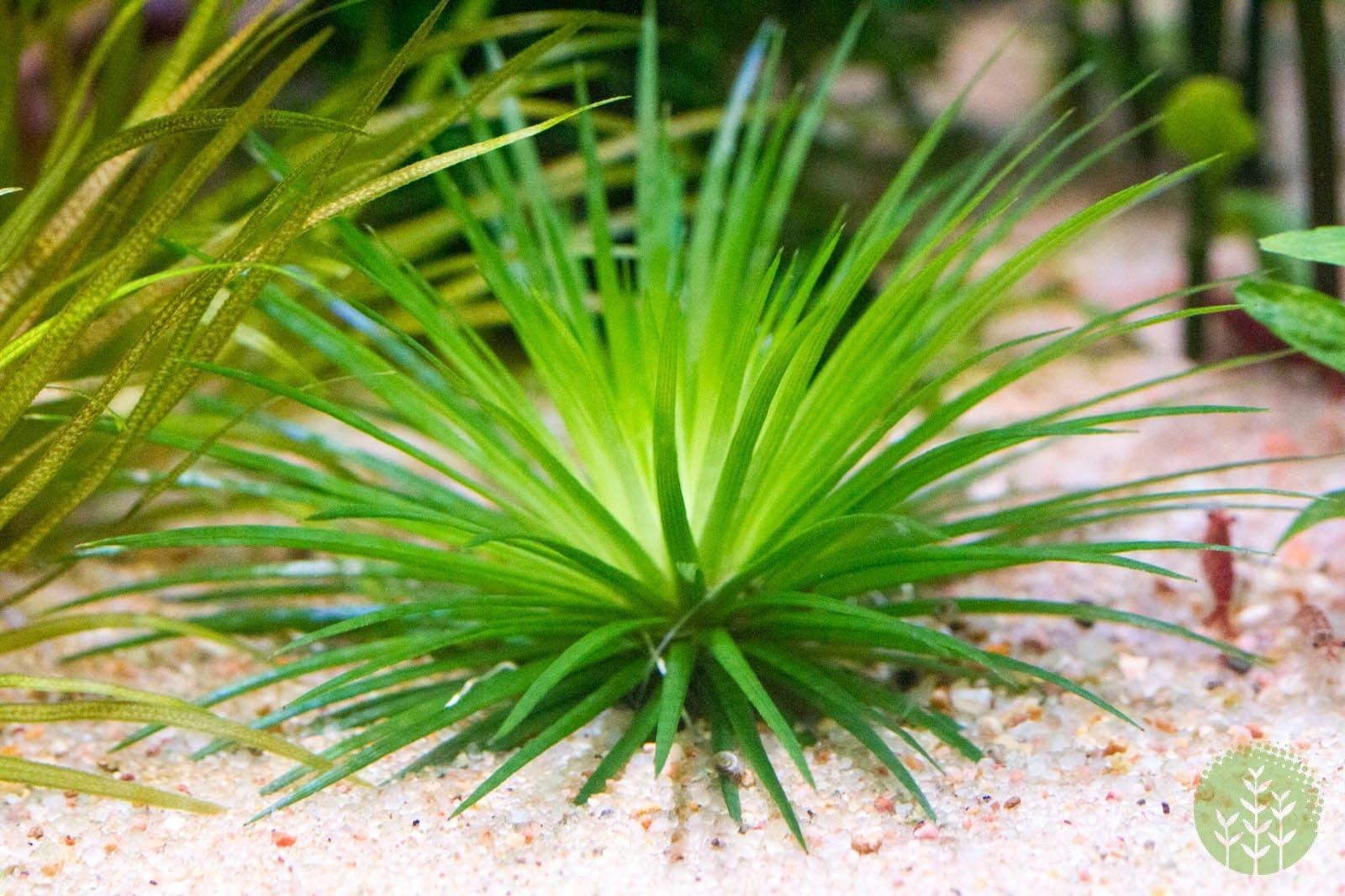 Eriocaulon