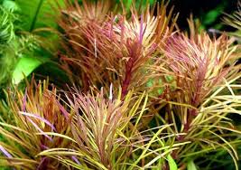 Eusteralis Stellata