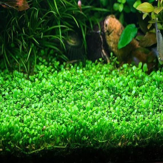 Glossostigma