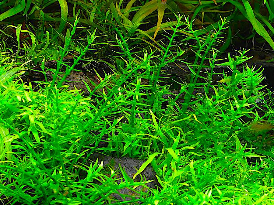 Gratiola Viscidula