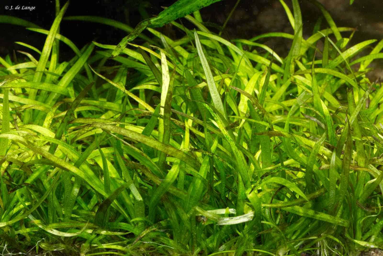 Helanthium