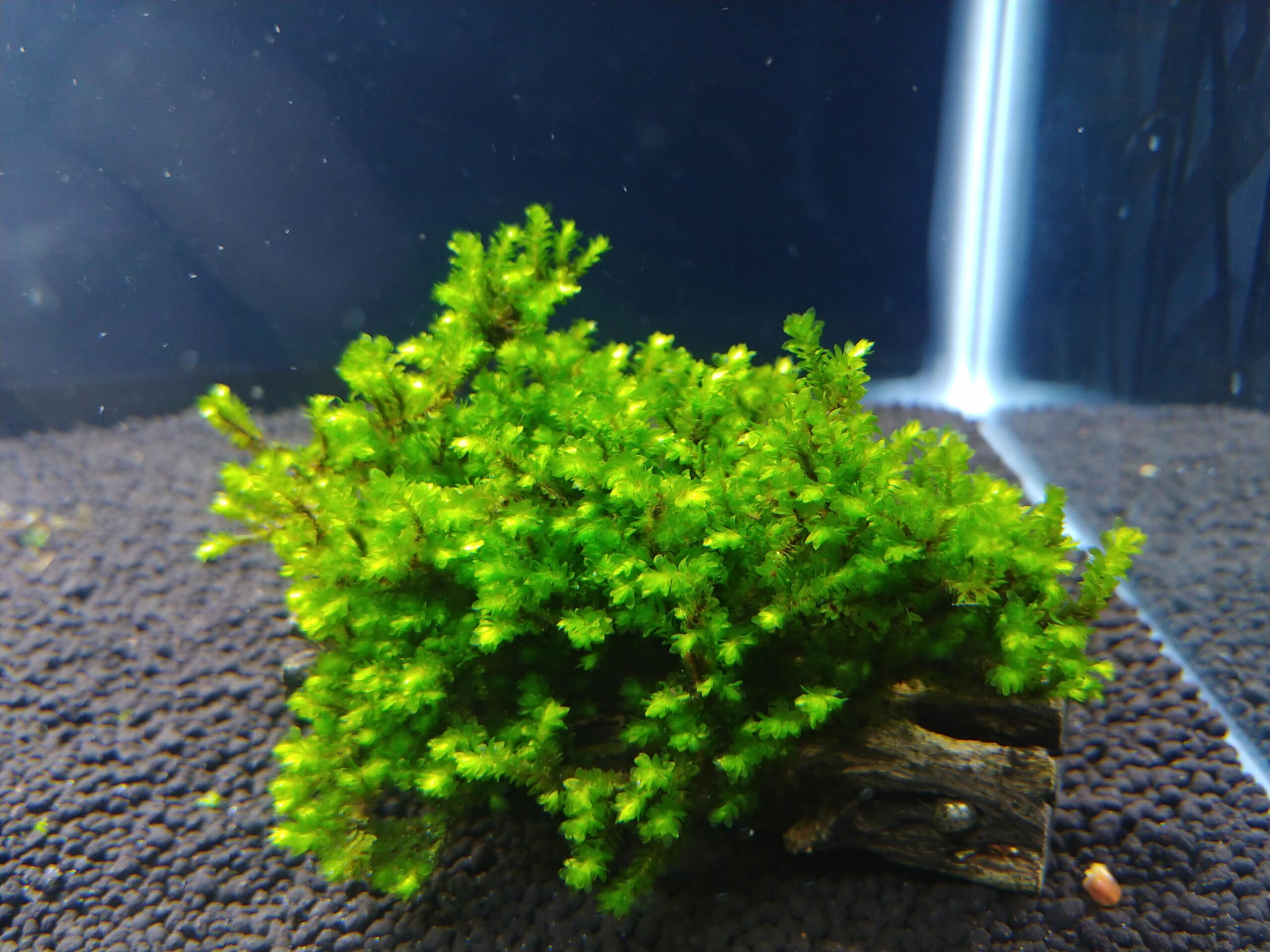 Hooker Moss