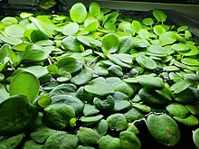 Hydrocharis Laevigata