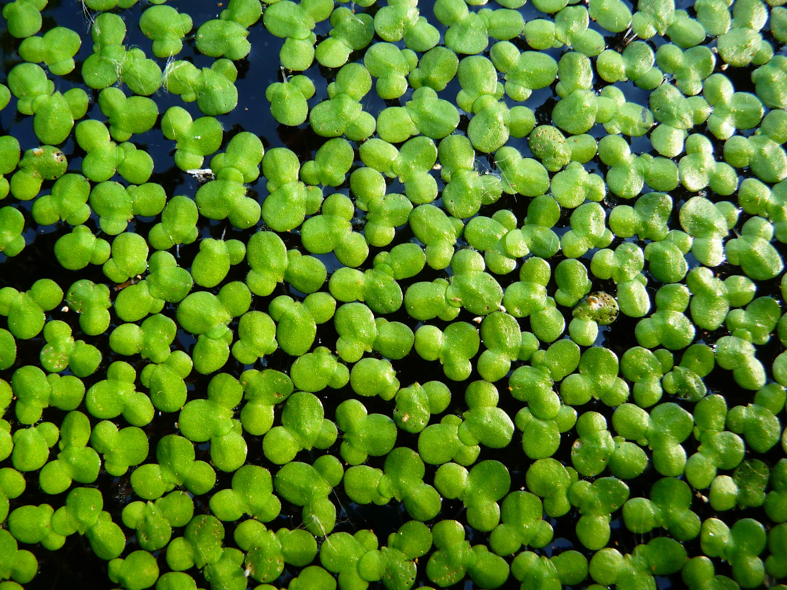 Lemna Minor