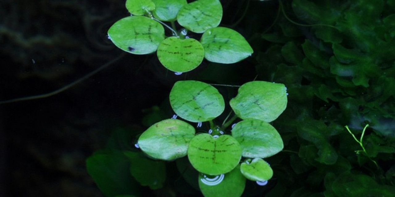 Limnobium Laevigatum