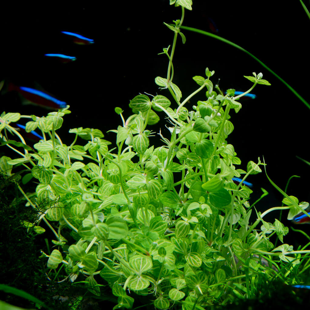 Lindernia Rotundifolia