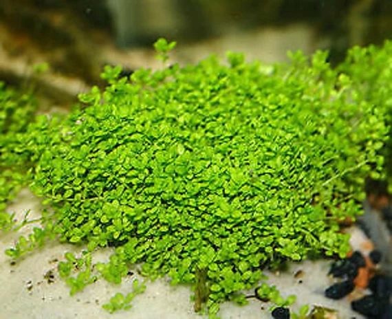 Micranthemum