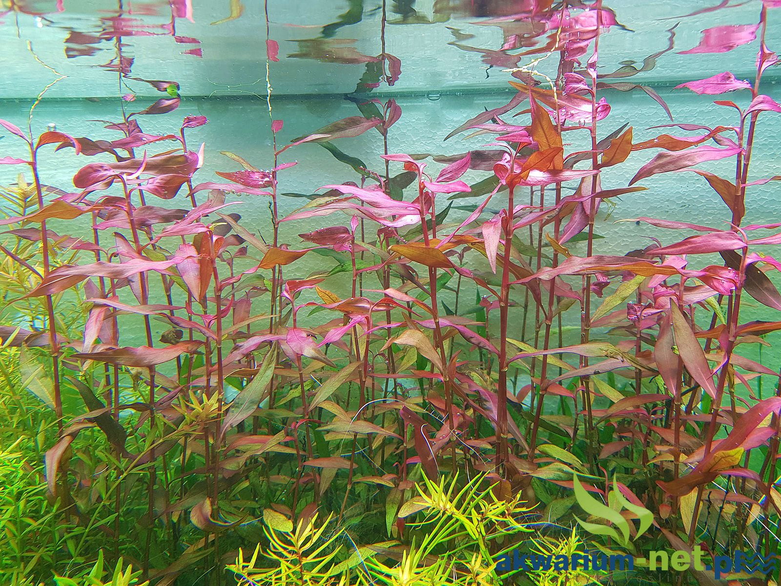Persicaria Sao Paulo