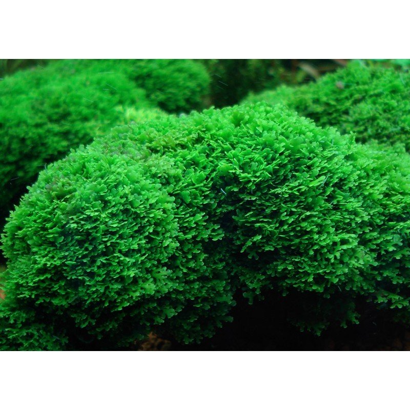 Riccardia Chamedryfolia