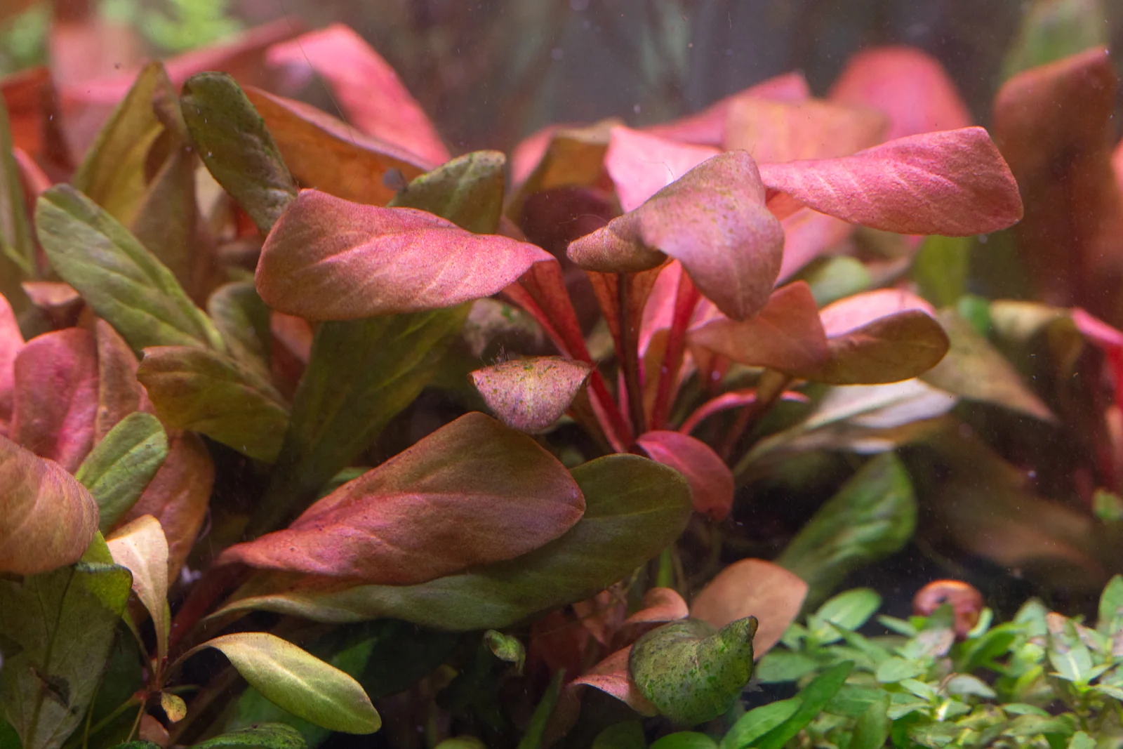 Samolus Parviflorus