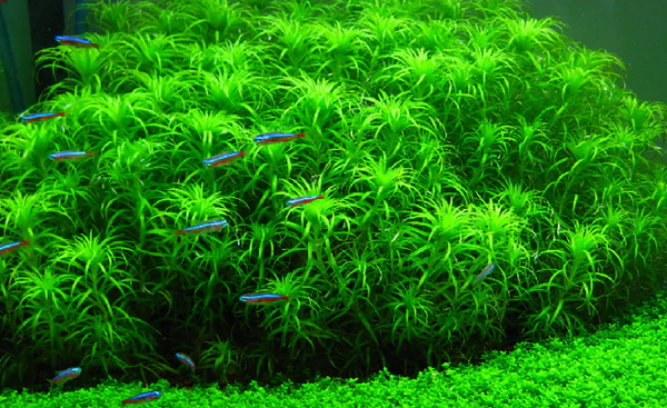 Syngonanthus