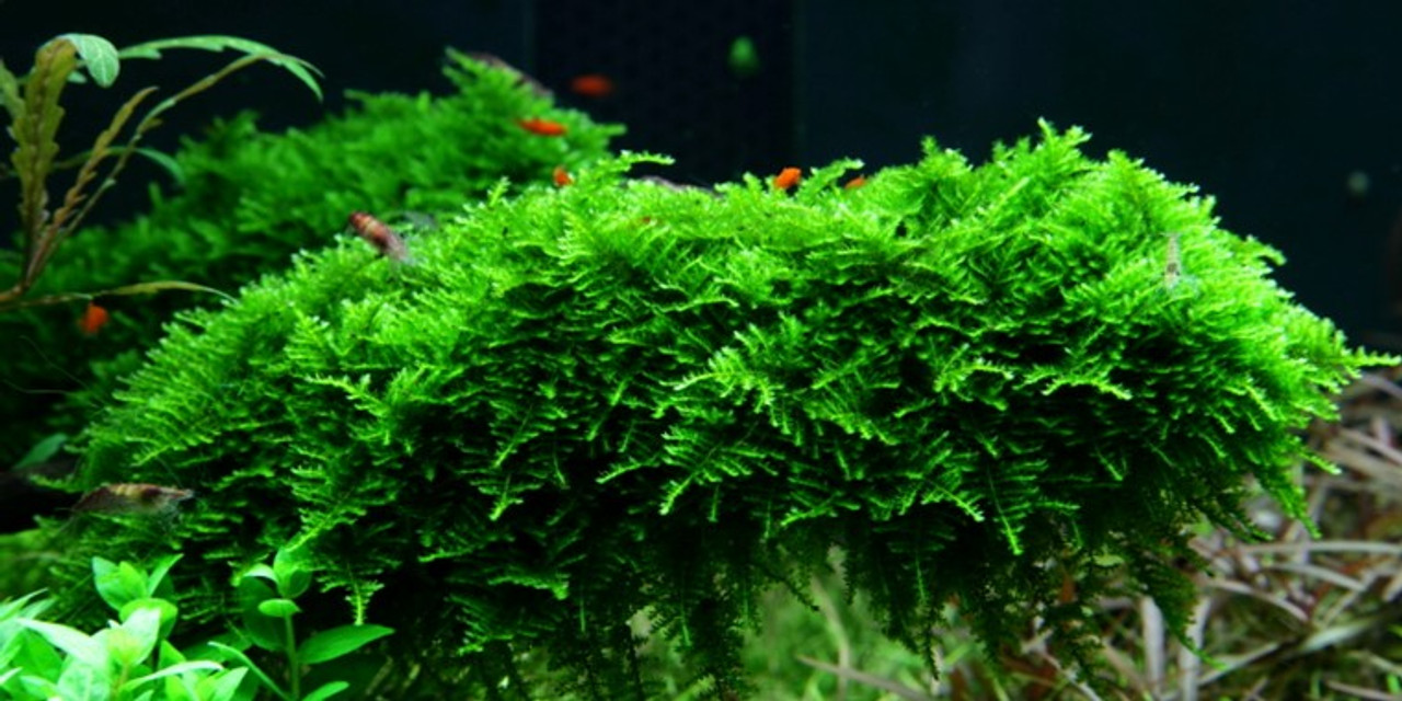 Vesicularia