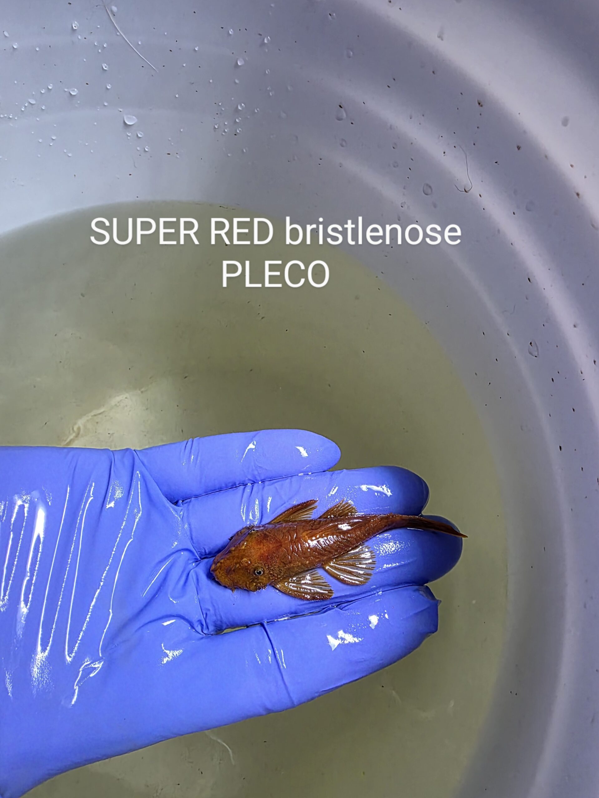 Poisson 4