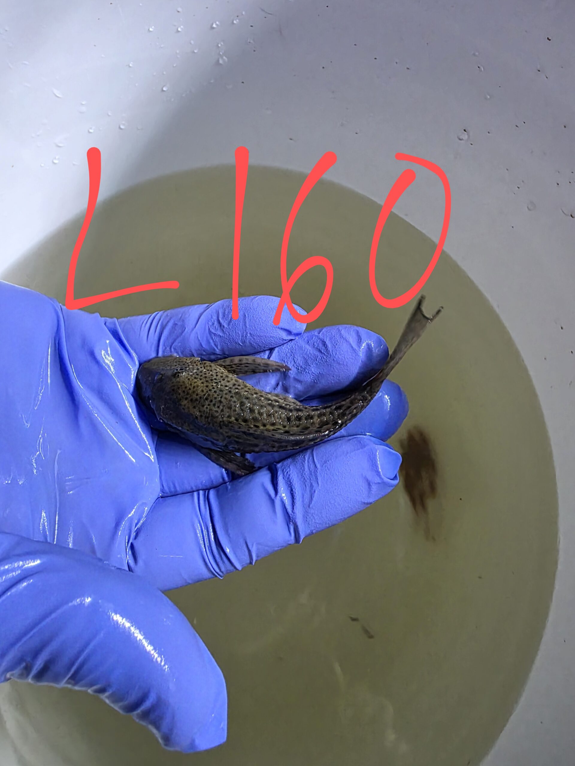 Poisson 5